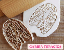 Carica l'immagine nel visualizzatore di Gallery, Formina Gabbia Toracica ( taglia dolci )