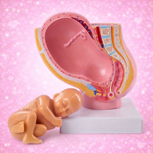 Carica l'immagine nel visualizzatore di Gallery, Modellino Feto in Utero