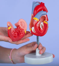 Carica l'immagine nel visualizzatore di Gallery, Modellino Cuore Anatomico

