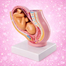 Carica l'immagine nel visualizzatore di Gallery, Modellino Feto in Utero
