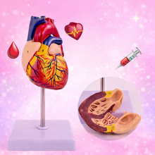 Carica l'immagine nel visualizzatore di Gallery, Modellino Cuore Anatomico
