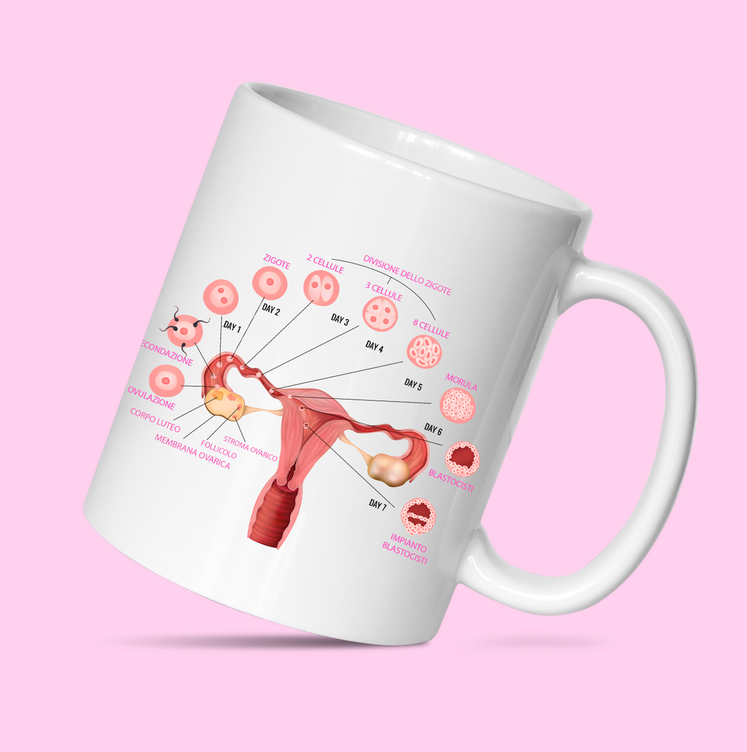 Tazza Ciclo ovarico - Impianto