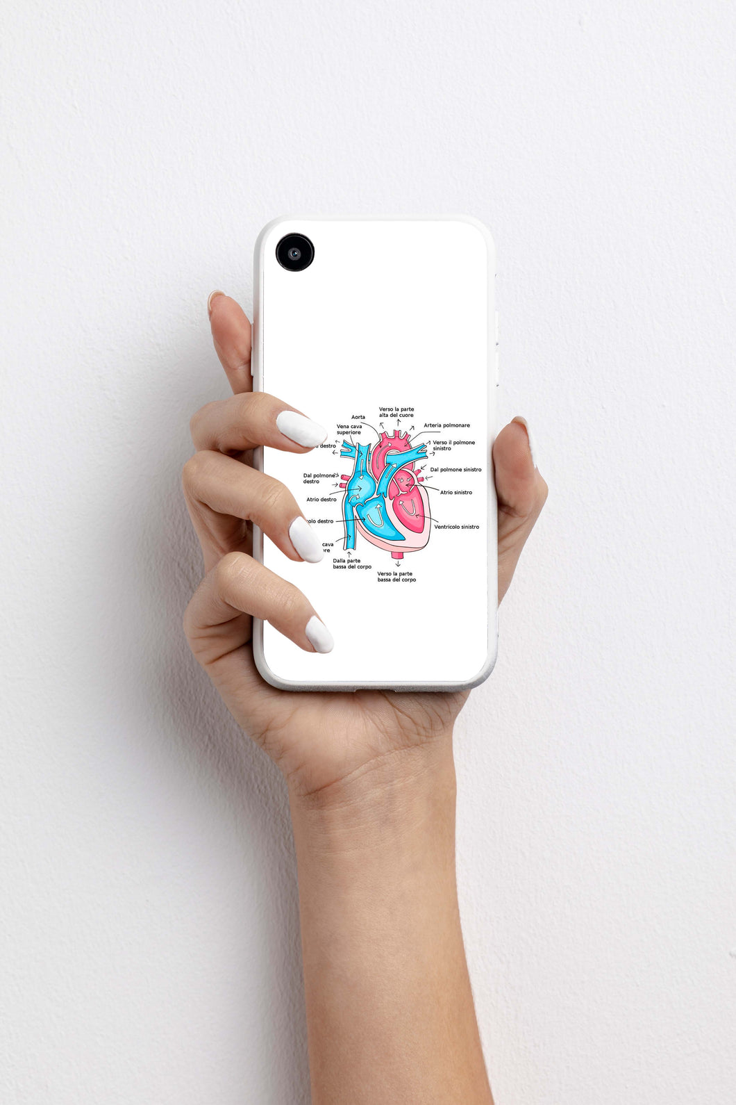 Cover anatomia cuore